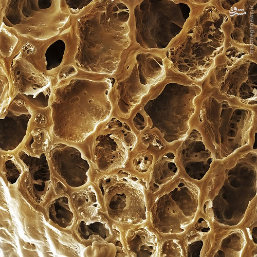 تصاویری خارق‌العاده از خوراکی‌ها زیر میکروسکوپ