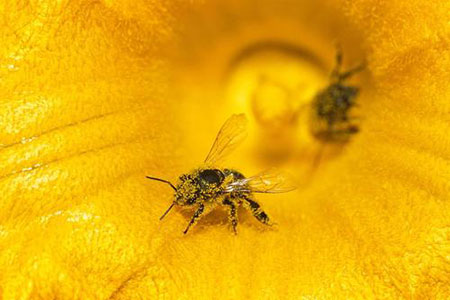 عکسهای جالب,تصاویر جالب,زنبور عسل