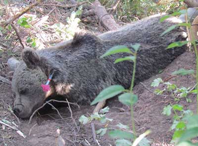 اخبار,اخباراجتماعی,اجتماعی,,نجات خرس قهوه‌ای از تله شکارچی