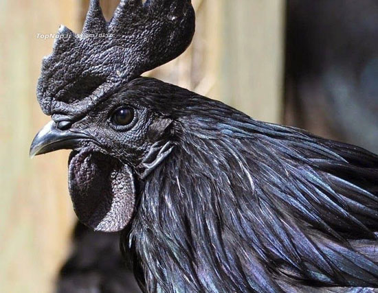 خروس های سیاه، گونه ای نادر و زیبا +عکس