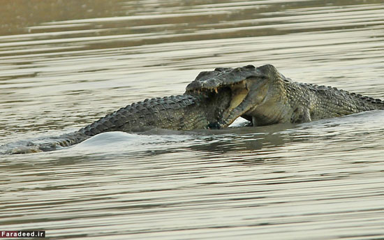 (تصاویر) نبرد دو تمساح