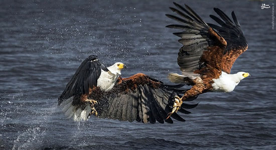 عکس/ نبرد عقاب‌ها برسر یک ماهی