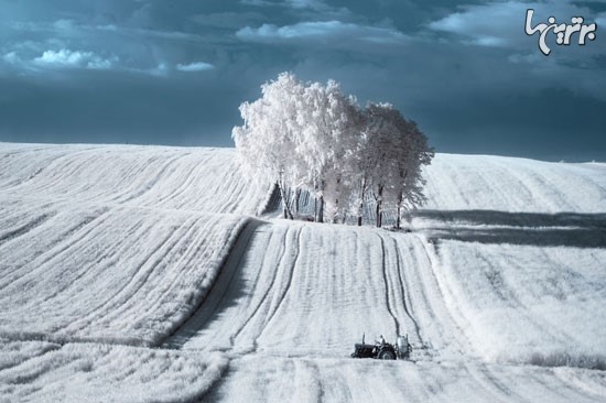 شکوه و زیبایی درختان در لهستان