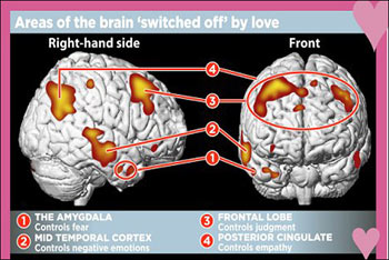 اسکن مغز عاشق , تغییر مغز هنگام عاشق شدن