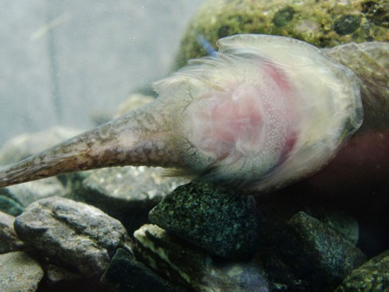 حیوانات عجیب: ماهی عجیبی که تا ۳۰۰ برابر وزن خود را تحمل می کند