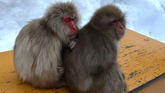 میمون‌های ماکاک در چشمه‌های آب گرم ژاپن