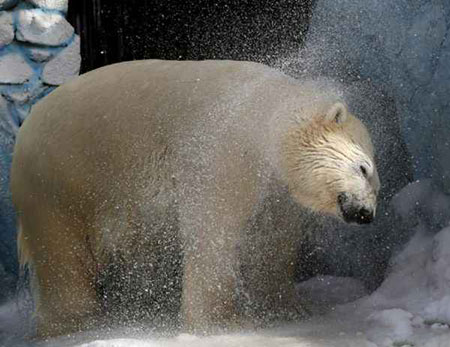 عکسهای جالب,خرس قطبی ,تصاویر جالب
