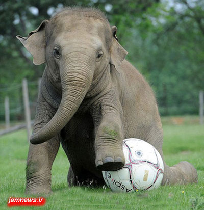 فیل فوتبالیست,فوتبال