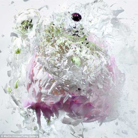 تصاویر بی نظیر از لحظه شلیک به گلهای یخ زده
