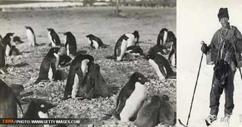 درباره پنگوئن ها , عکس پنگوئن