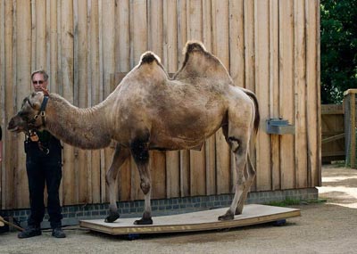 وزن کشی حیوانات در باغ وحش,اندازه گیری وزن حیوانات در باغ وحش,باغ وحش لندن