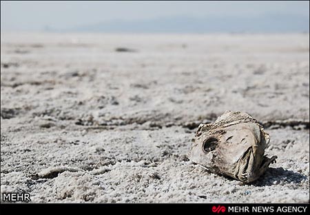 اخبار,اخبار اجتماعی ,خشک شدن دریاچه ارومیه