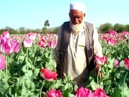 ادامه مسئله تولید تریاک در افغانستان 