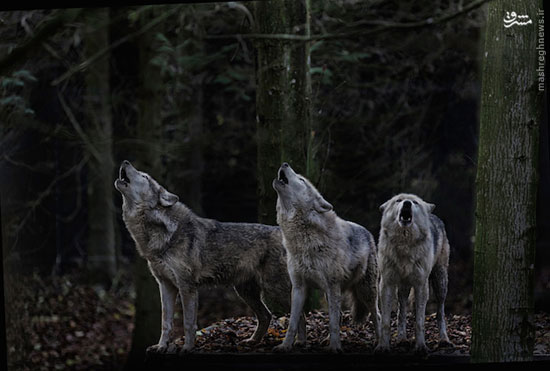 قلمرو گرگ‌ها