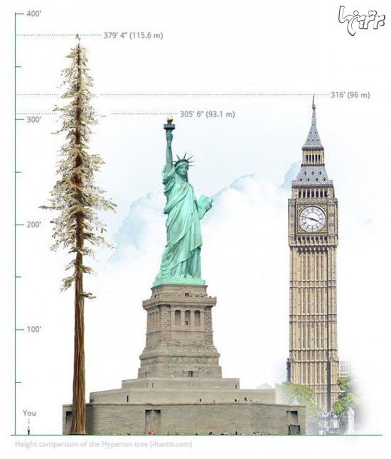بلندترین درخت دنیا