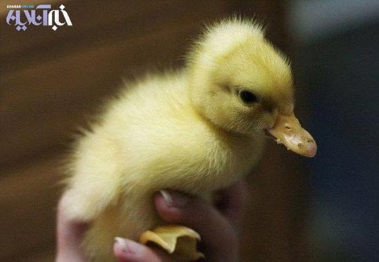 تصاویر: لحظه تولد جوجه اردک زشت!