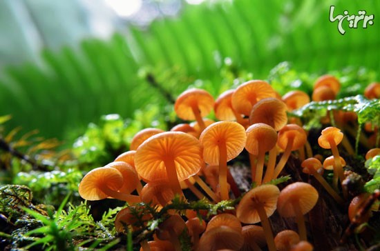 دنیای شگفت انگیز قارچ ها!