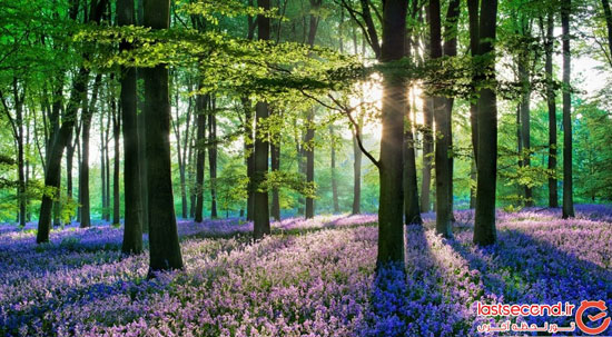 جنگل آبی بلژیک ، رویا یا واقعیت؟