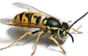 مرگ مرد ۴۲ ساله با نیش زنبور