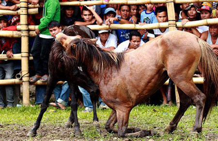 اخبار , اخبار گوناگون,تصاویر نبرد اسب ها,نبرد اسب ها در فیلیپین