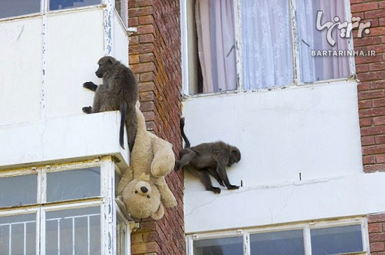 تصاویر: حمله و غارت میمون های سارق!