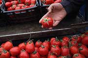 التهاب در بازار صیفی‌جات؛وعده ورود گوجه بوشهری و توقف رشد قیمت