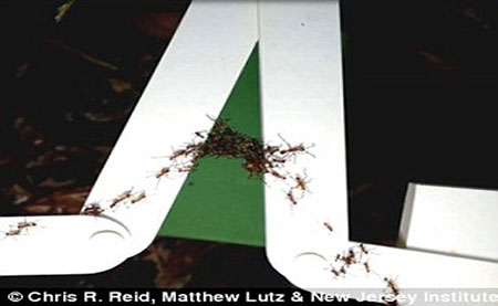 اخبار,اخبار علمی,زندگی مورچه‌ها