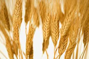 ایران ? میلیون تن گندم صادر می كند  