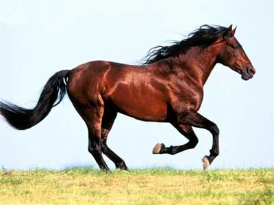 اسب, عکس اسب,اسب حیوان نجیبی است,نگهداری اسب, پرورش اسب, خرید اسب