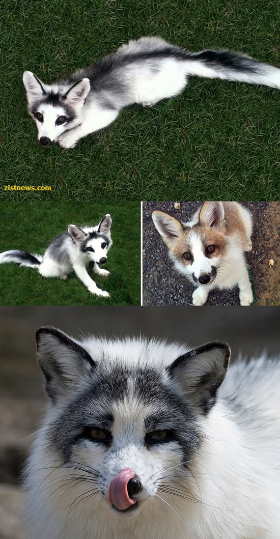 زیباترین گونه های روباه در جهان