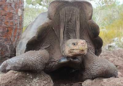 اخبار,اخبار فرهنگی,تولد لاک‌پشت‌ها پس از یک قرن در جزایر گالاپاگوس