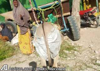 دستور پوشک گرفتن الاغ ها در کنیا (+عکس)