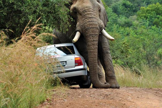 عاقبت سبقت گرفتن از یک فیل