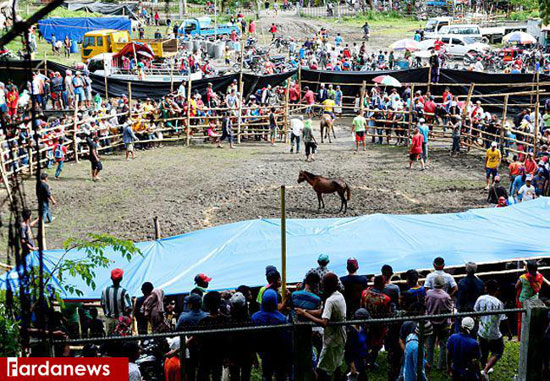 نبرد خونین اسب‌ها در جنوب فیلیپین+عکس
