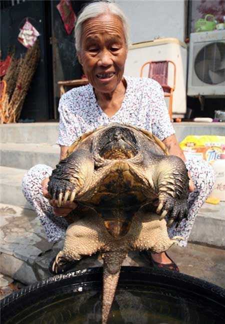 لاک‌پشت پیر , کشور چین , تشخیص  سن لاک‌پشت