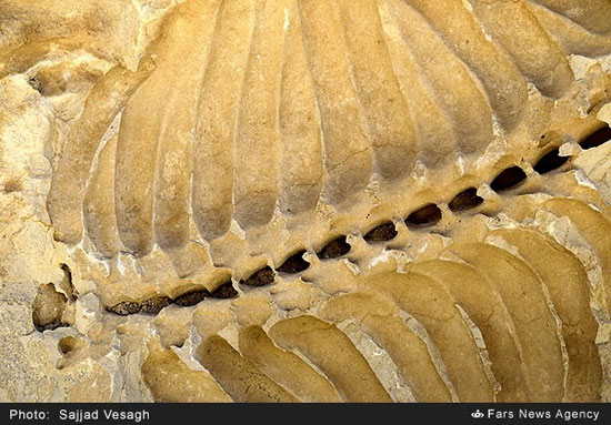 فسیل ۲۰ میلیون ساله گاو دریایی