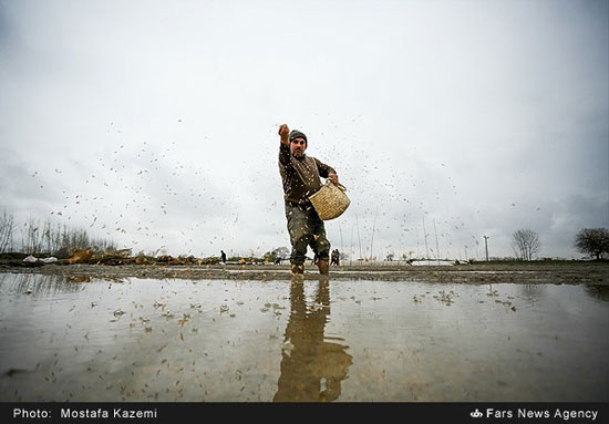 آماده سازی و خزانه گیری برنج در مازندران