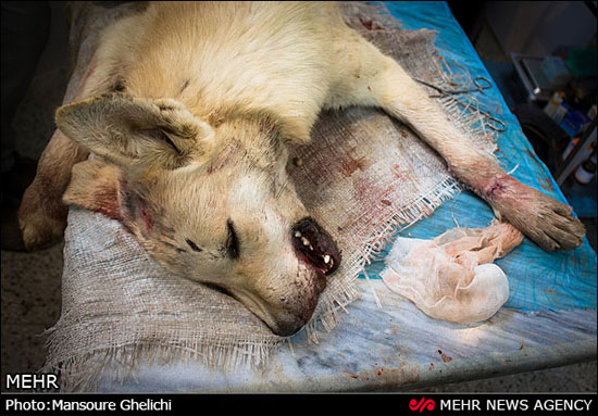 نجات ماده گرگ از مرگ +عکس