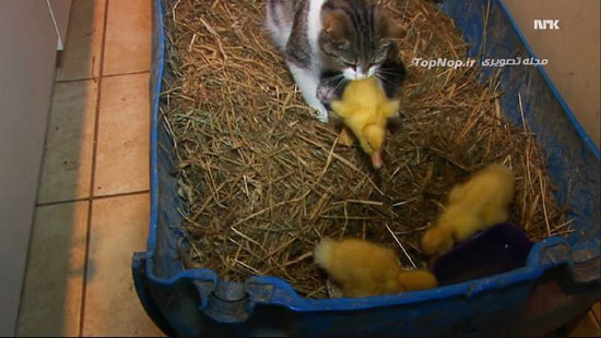 احساس مادری یک گربه برای جوجه اردک ها !