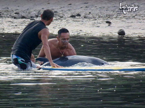 6 ساعت زمان برای نجات بچه نهنگی که گریه می کرد!
