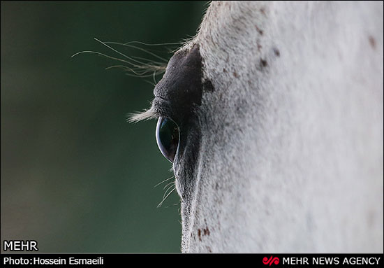 مسابقات قهرمانی زیبایی اسب اصیل عرب