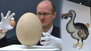 بزرگترین تخم پرنده جهان,عکس بزرگترین تخم پرنده جهان,اخبار جالب