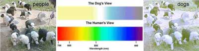 دید سگ ها,محدوده دید انسان و سگ