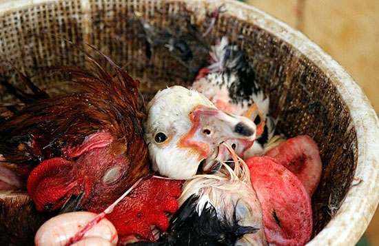قتل عام تکان دهنده پرندگان در فریدونکنار