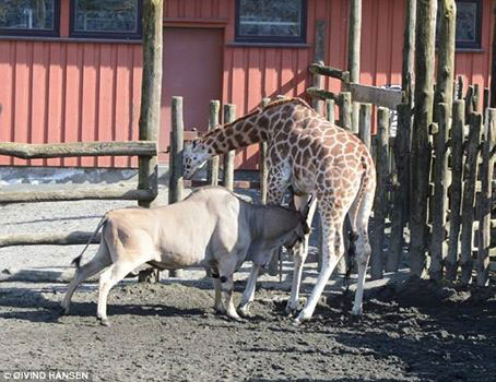 صحنه ای دلخراش در باغ وحش نروژ