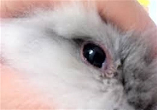 چشمان زیبا حیوانات
