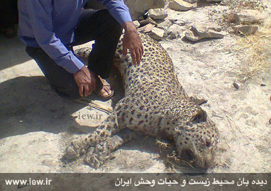 مرگ پلنگ ایرانی در لارستان فارس +عکس