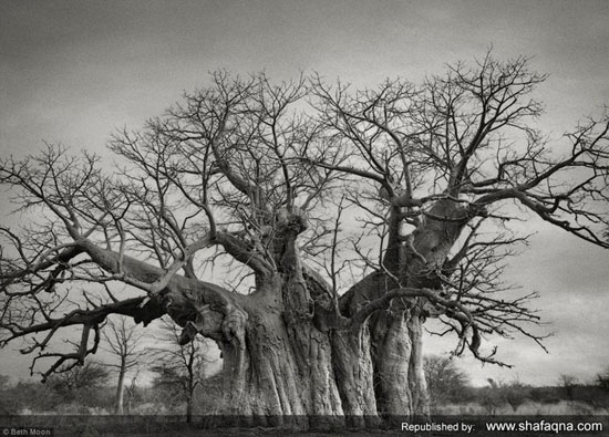 12 تصویر از قدیمی ترین درختهای جهان - اثر بث مون / از 5000 ساله تا 500 ساله