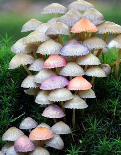 دنیای قارچ‌ها