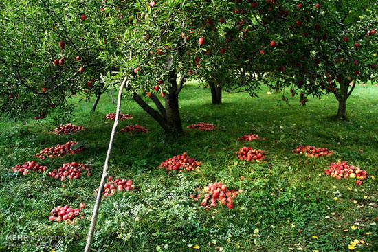 خسارت تگرگ به باغهای سیب میانه